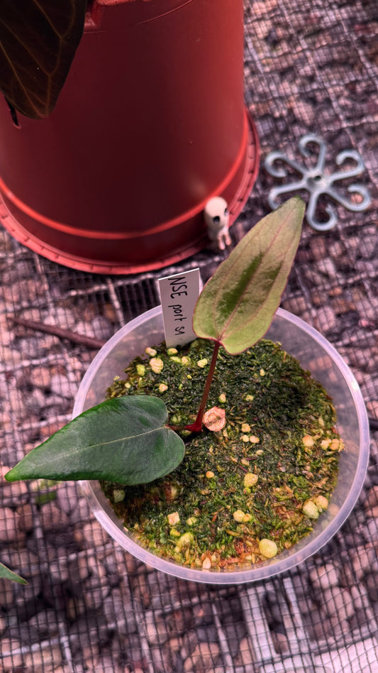 A. NSE portillae S1 clone