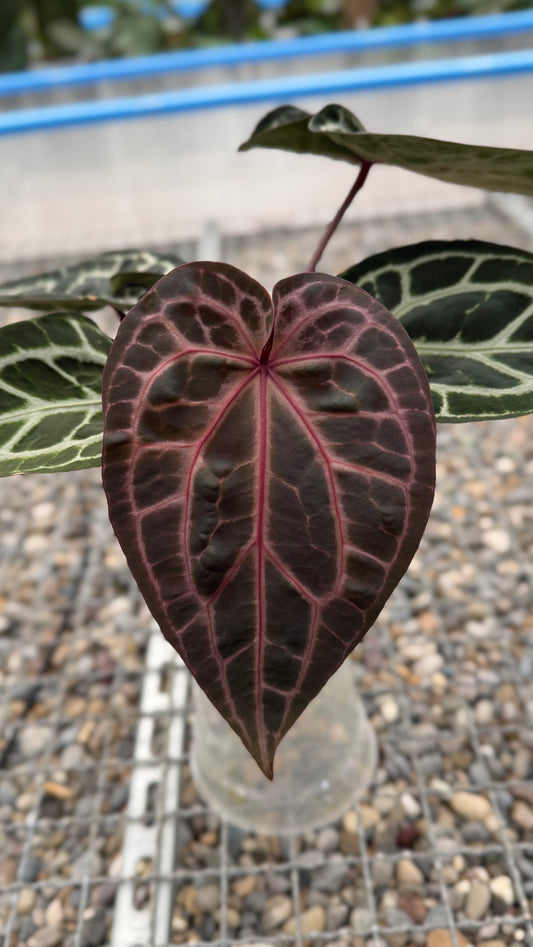 Anthurium Michelle (holdback selection)