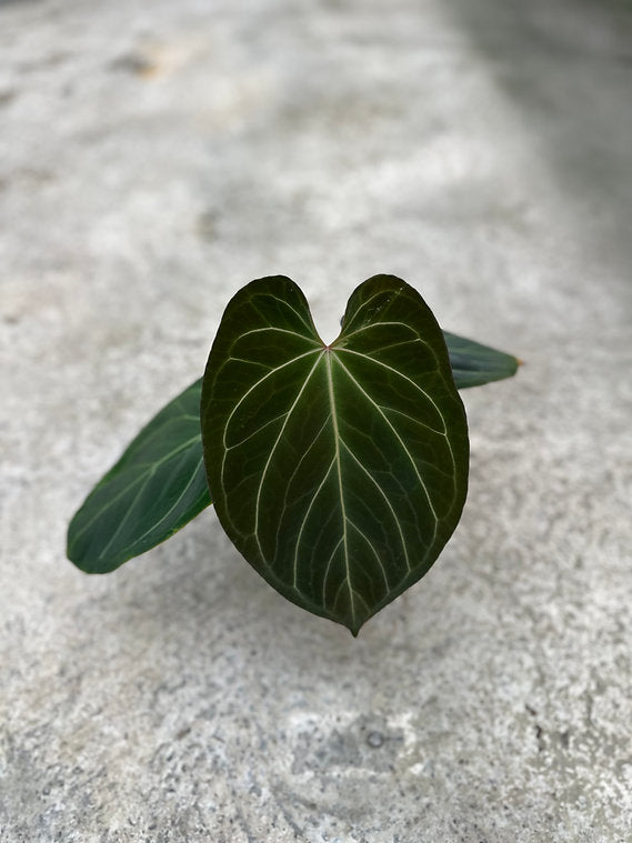 Anthurium King of Spades