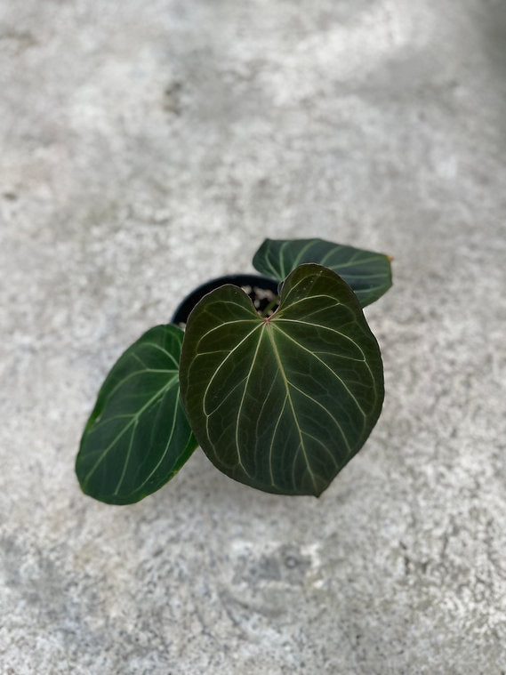 Anthurium King of Spades