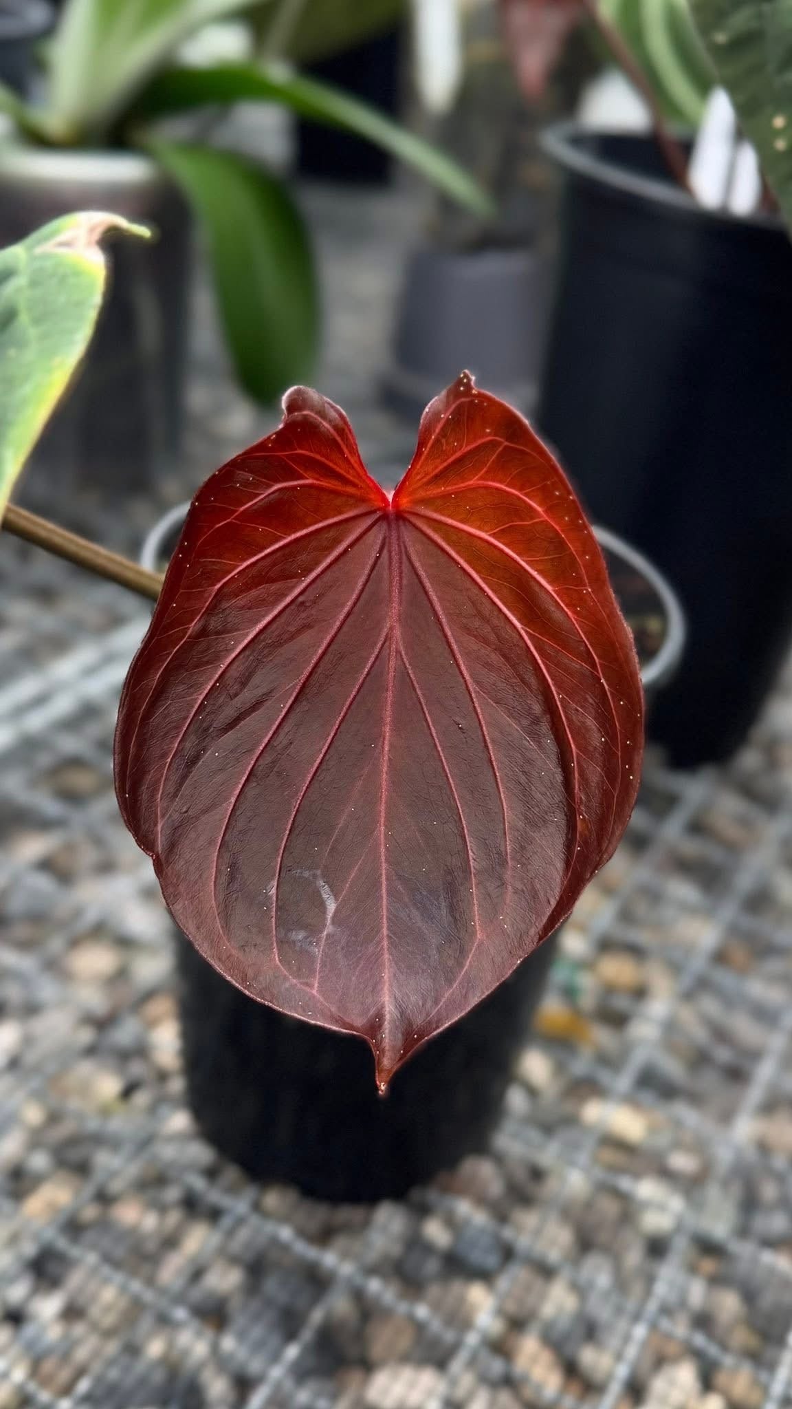 Anthurium KoS x Michelle