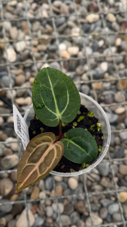 Anthurium carlablackiae RA5x10 self