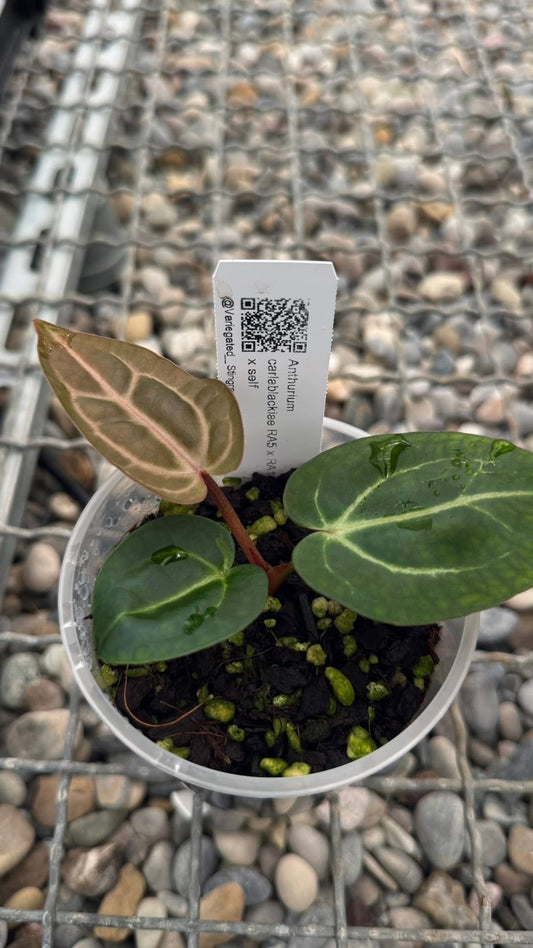 Anthurium carlablackiae RA5x10 self