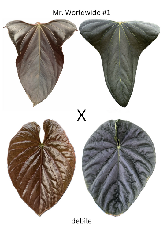 Anthurium Mr. Worldwide x debilis -- 4 germinated seeds