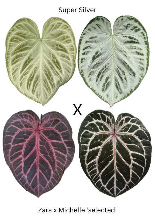 Anthurium Super Silver x ZxM (3 germinated seeds)