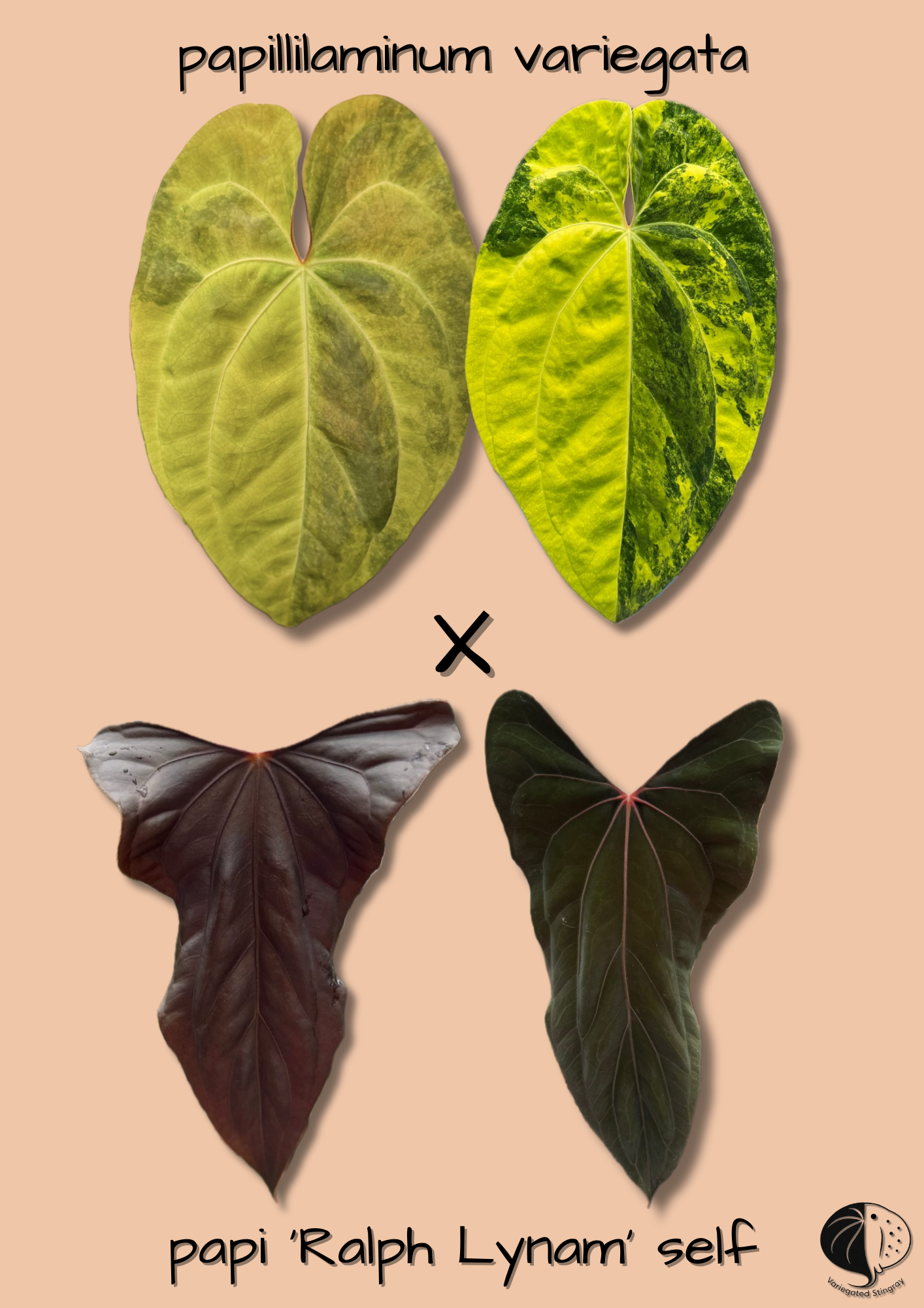 pap var. x pap 'Ralph Lynam'