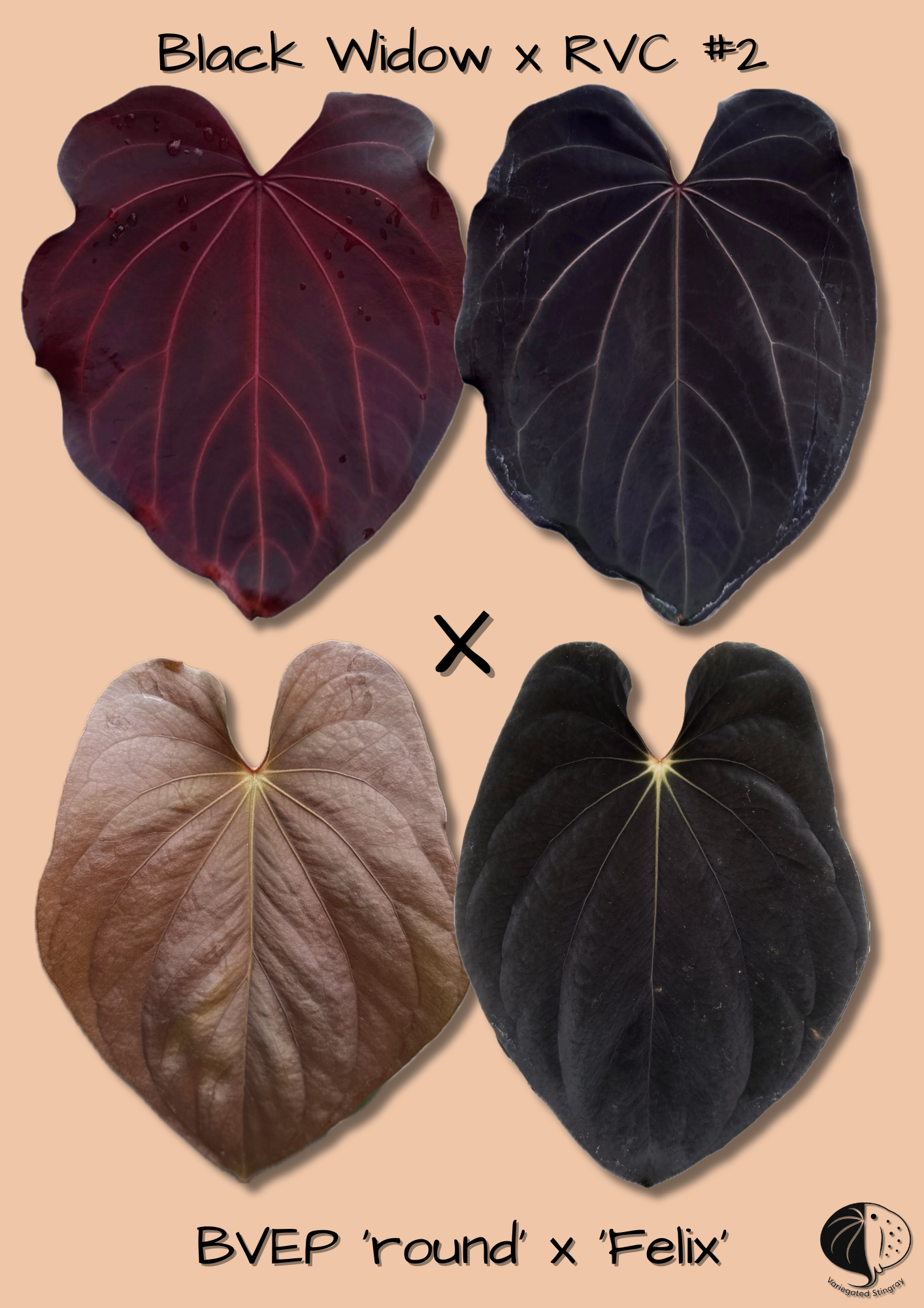 (Black Widow x RVC) x BVEP