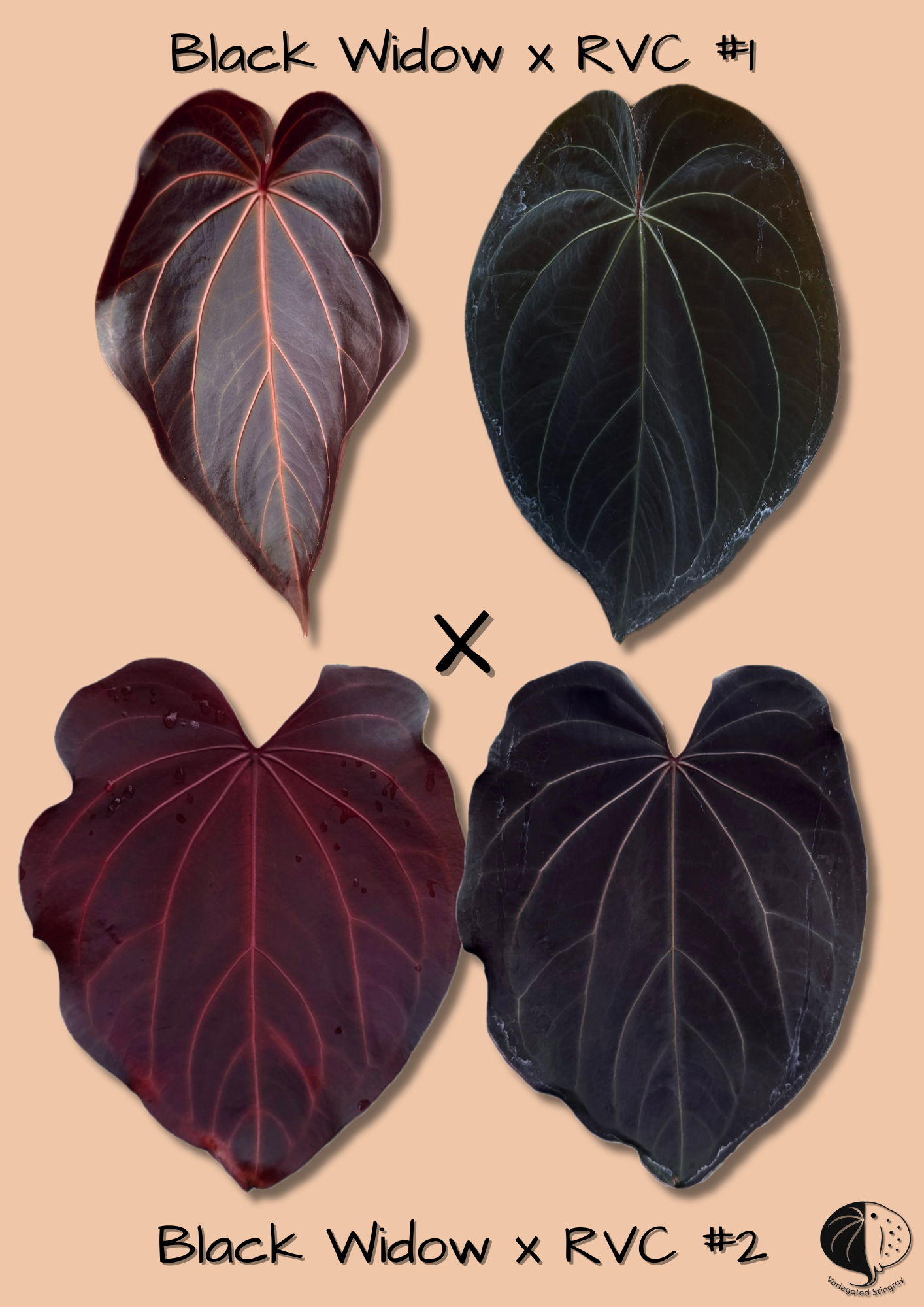 Black Widow x RVC F2
