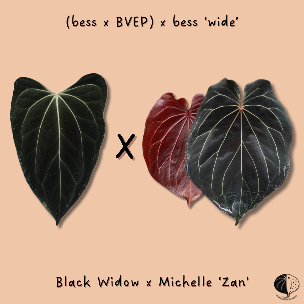 ((bess x BVEP) x bess) x (Black Widow x Michelle)