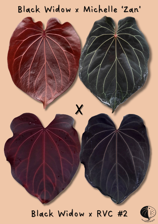 (Black Widow x Michelle) x (Black Widow x RVC)