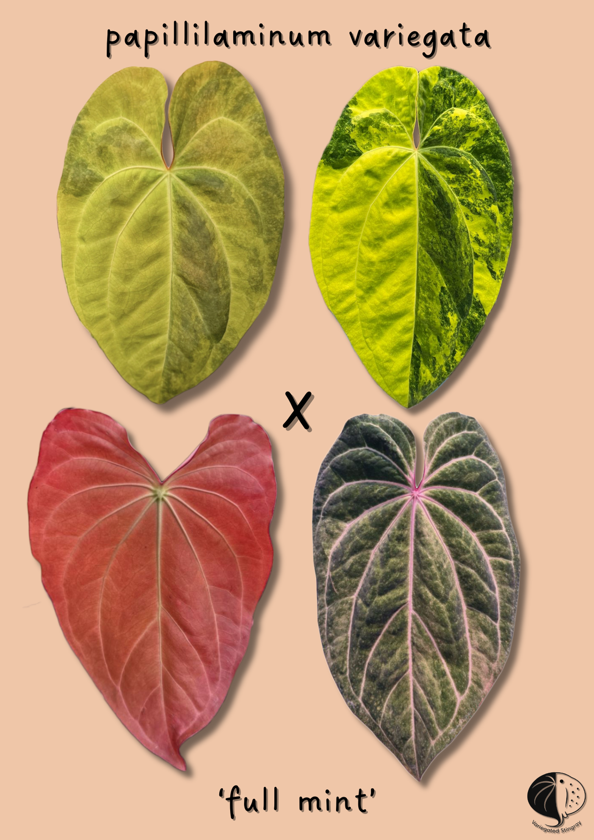 variegated pap x full mint