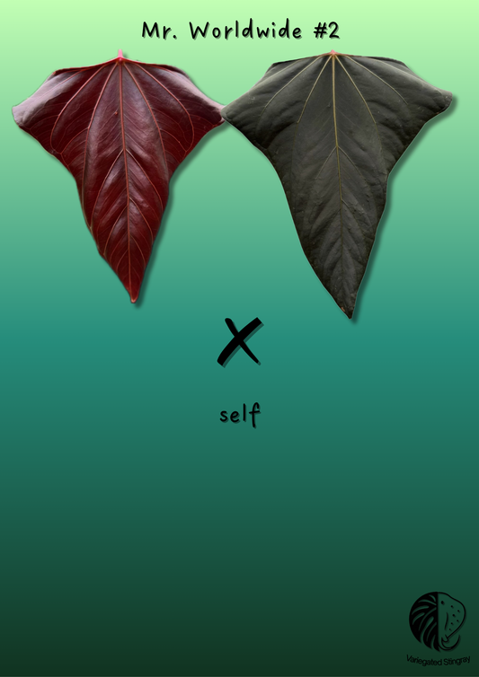 Anthurium Mr. Worldwide