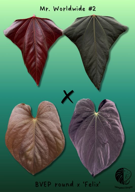 Anthurium Mr. Worldwide x BVEP (3x 1-leaf seedlings)