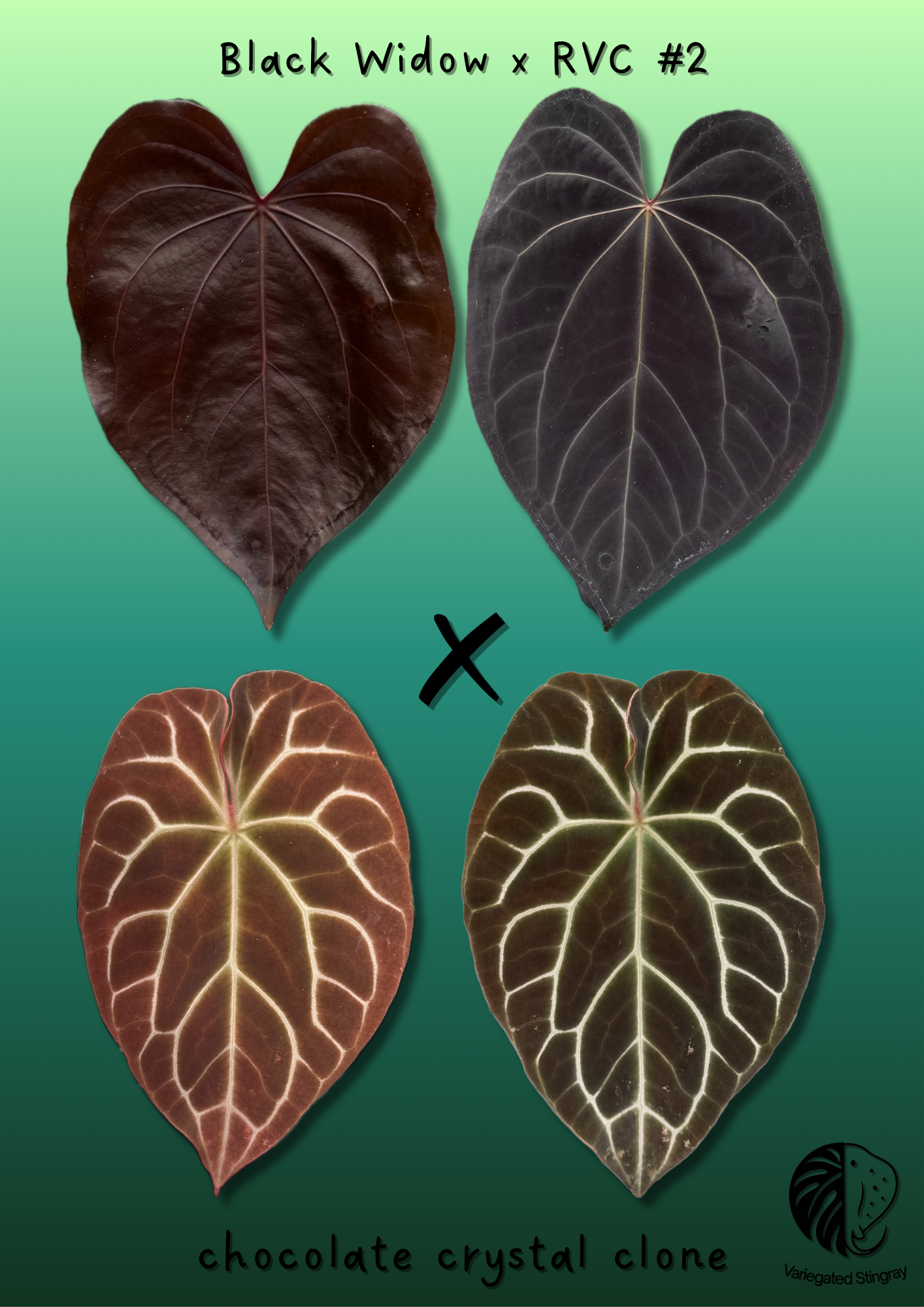 A. (BWxRVC #2) x chocolate clone