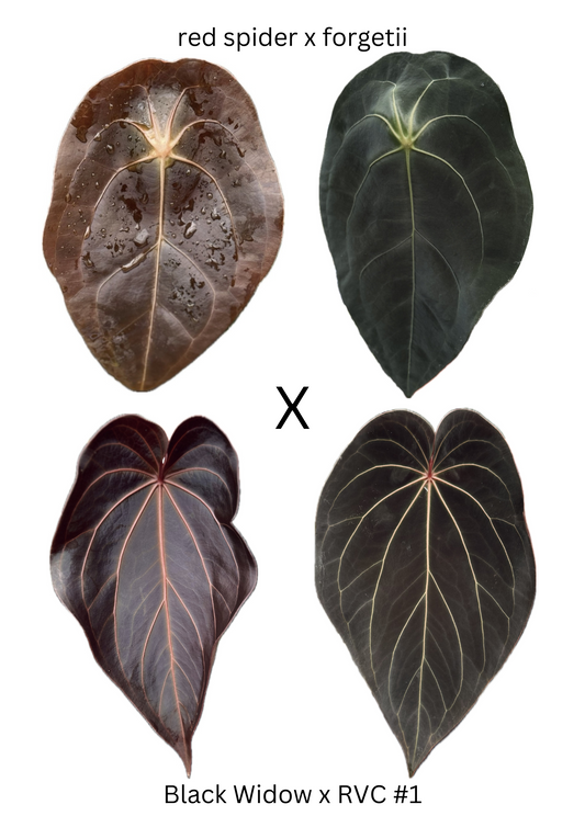 Anthurium (red spider x forgetii) x Black Widow x RVC -- 3 germinated seeds