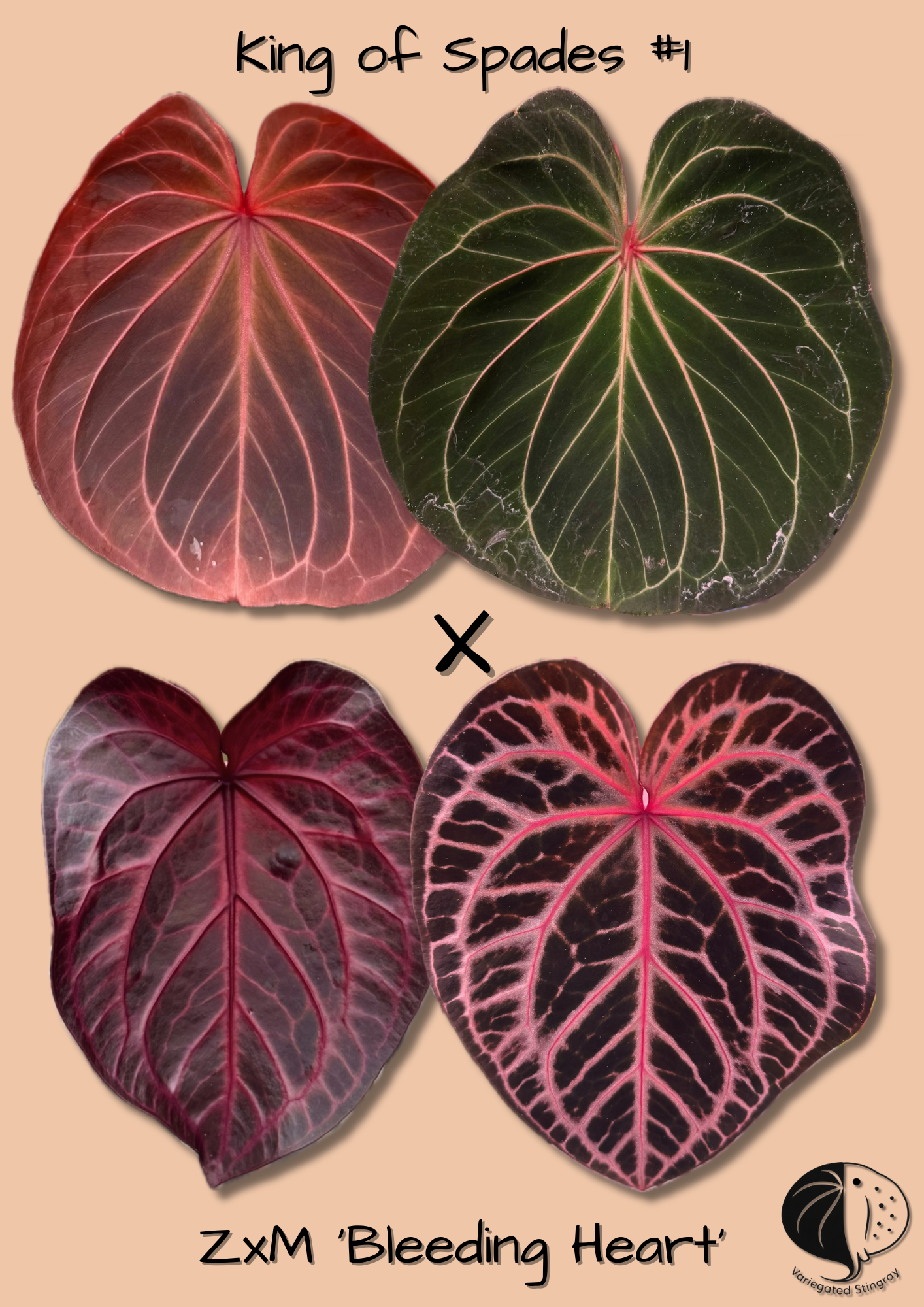 King of Spades x Bleeding Heart