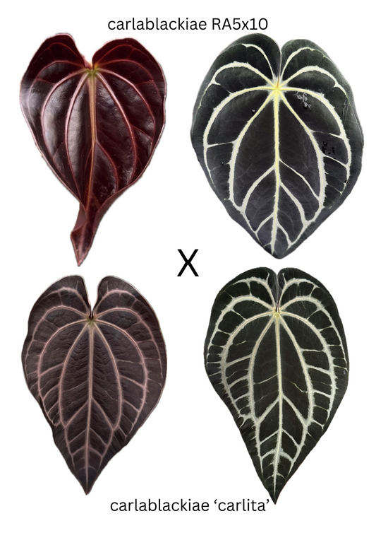 Anthurium carlablackiae -- 3 germinated seeds