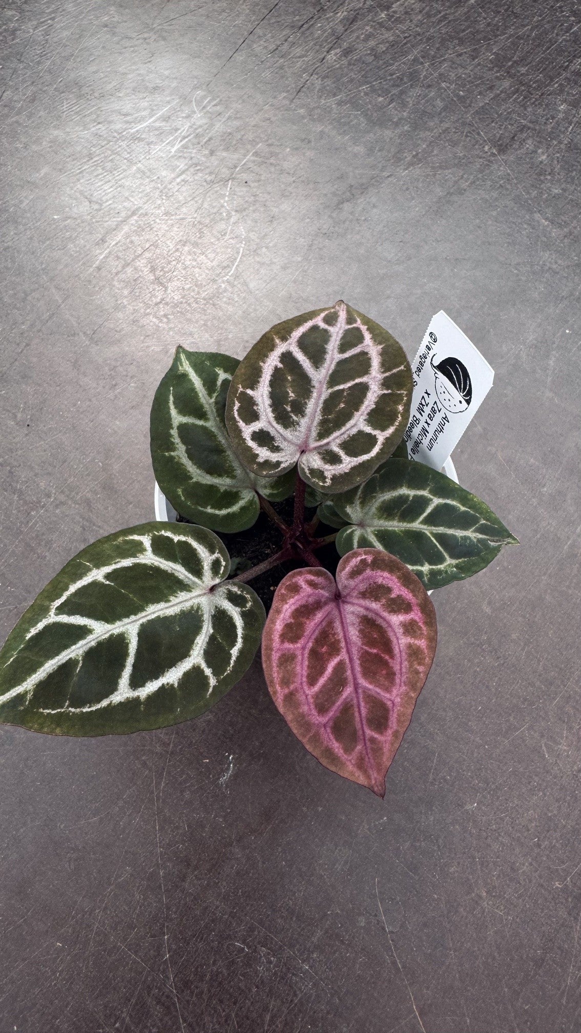 ZxM F2 'lobes' x 'Bleeding Heart'