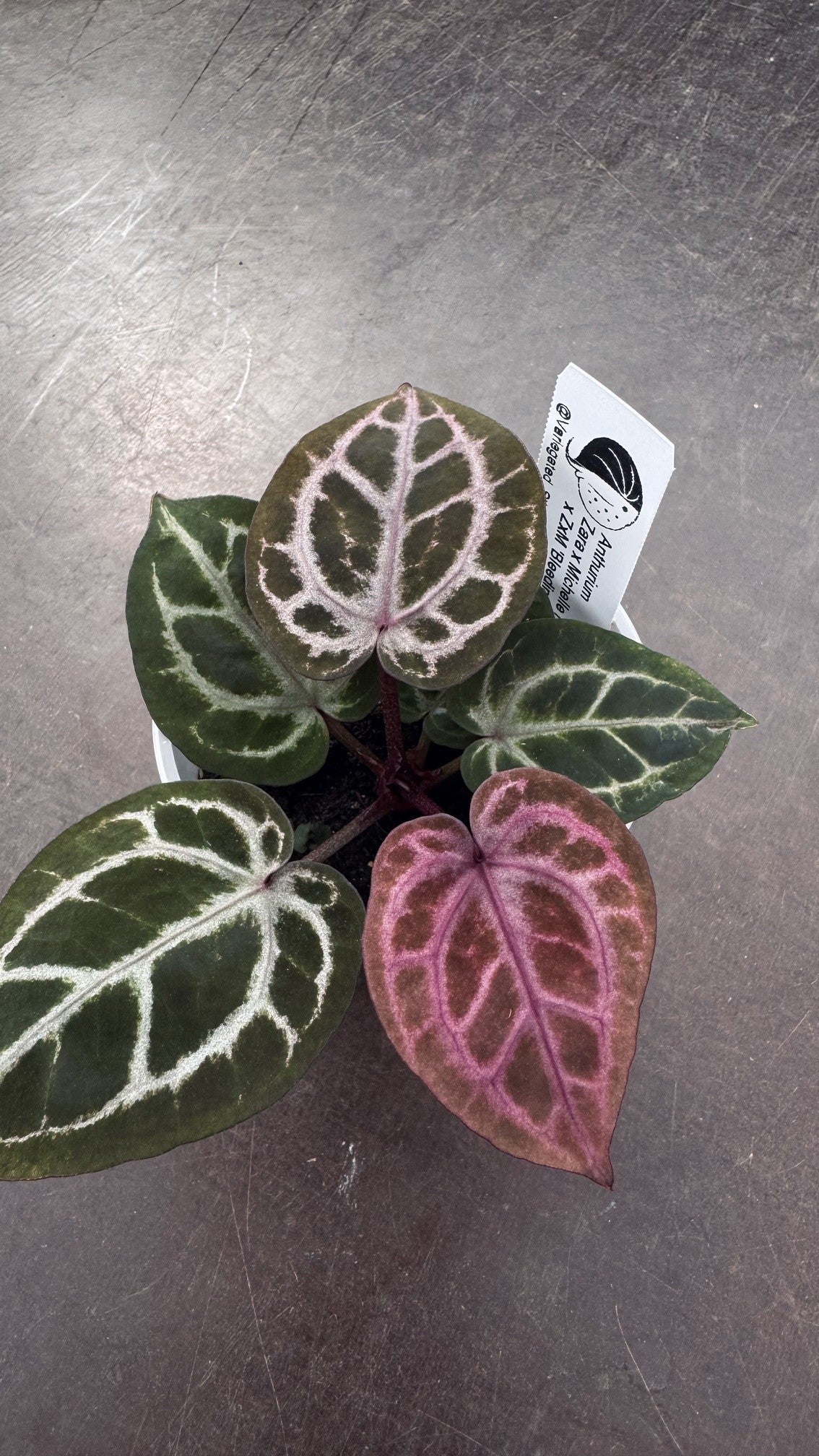 ZxM F2 'lobes' x 'Bleeding Heart'