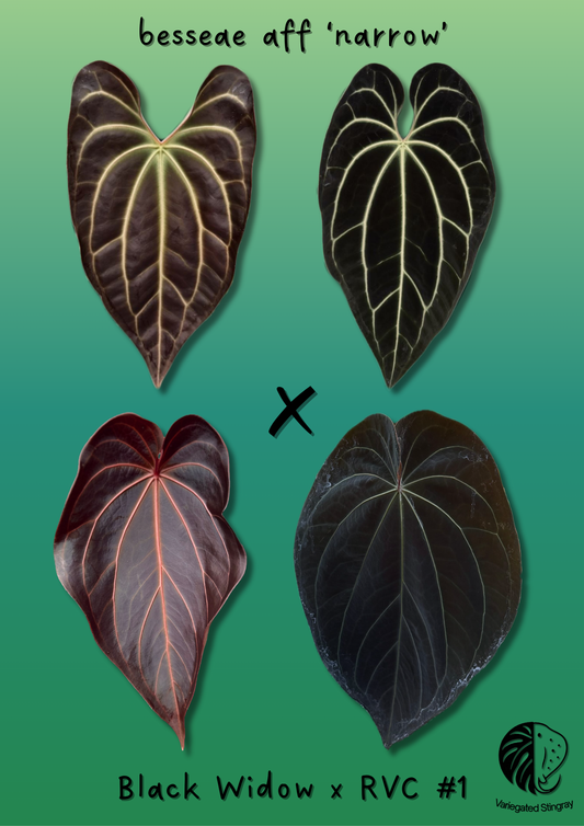 besseae aff x BWxRVC