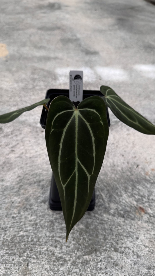 carlablackiae medium
