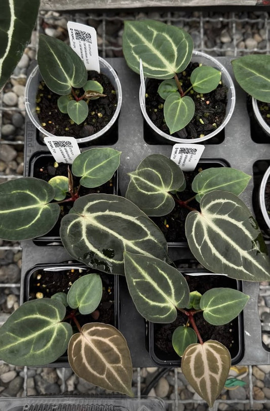 carlablackiae (5x10 x carlita)