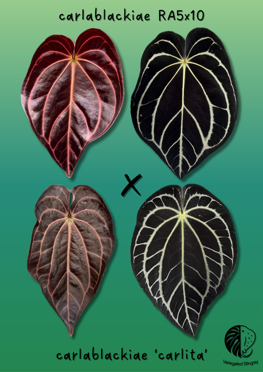 carlablackiae (5x10 x carlita)