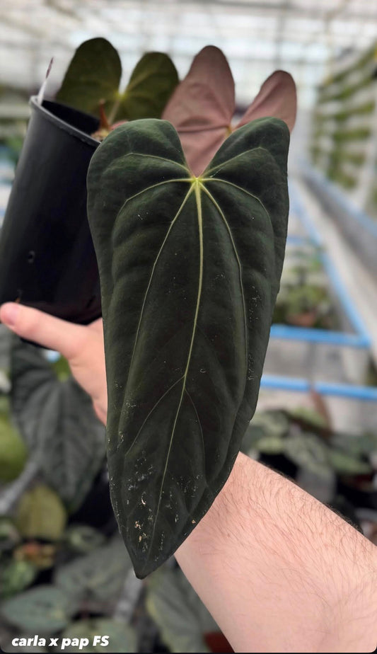 Anthurium carlablackiae x papi 'fort sherman'