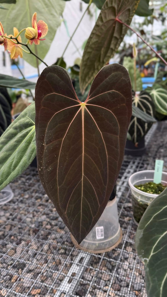 Anthurium carlablackiae x papi 'fort sherman'