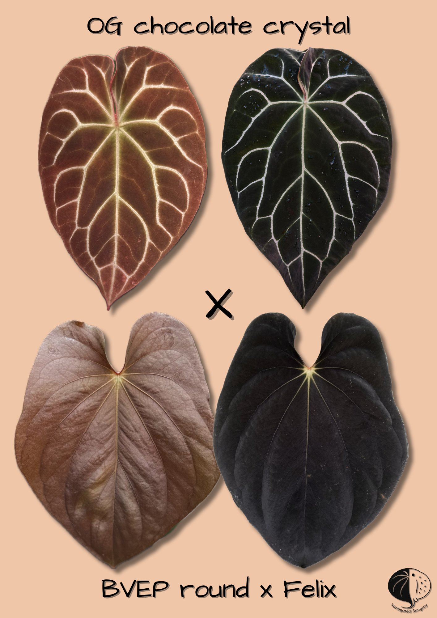 chocolate crystal x BVEP