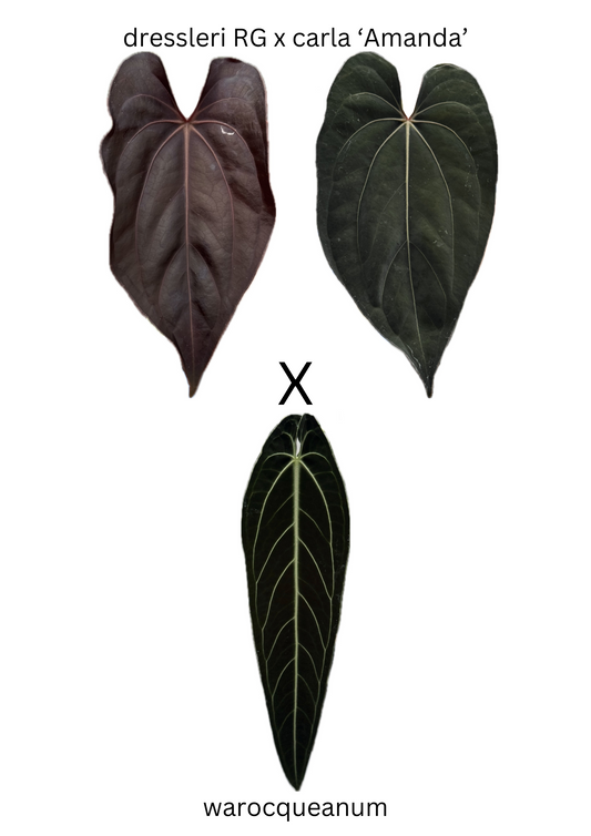 Anthurium (dressleri x carla) x warocqueanum (3 germinated seeds)
