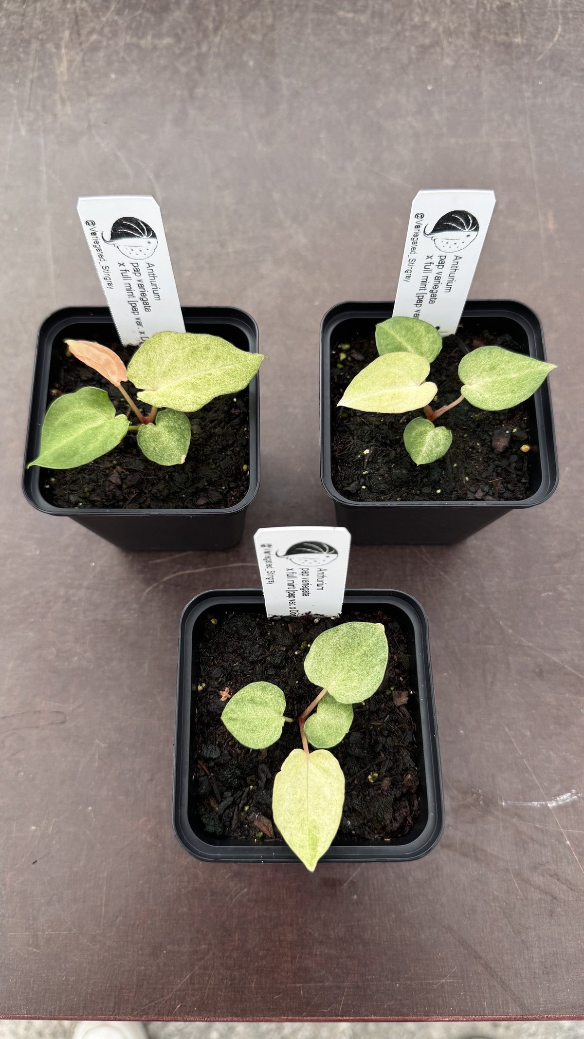 variegated pap x full mint
