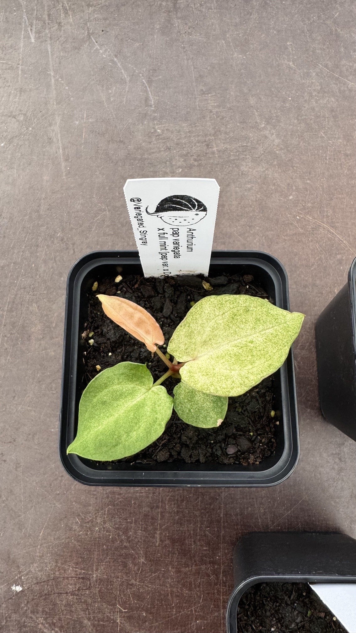 variegated pap x full mint
