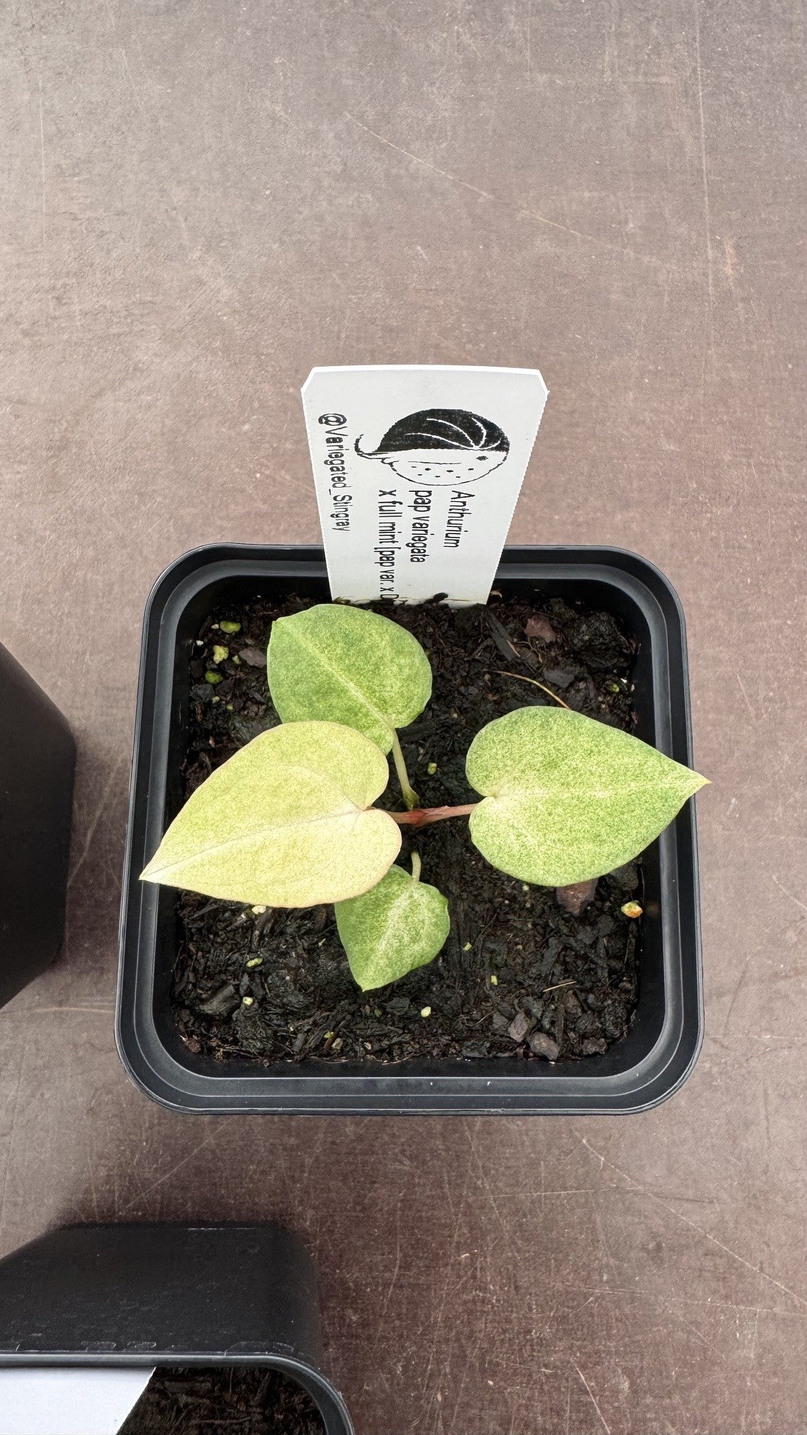variegated pap x full mint