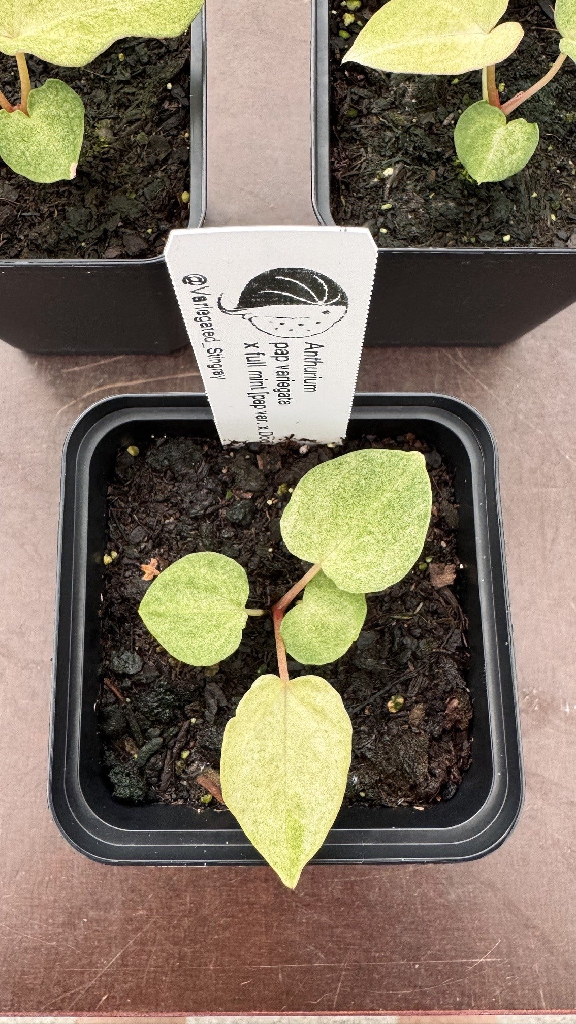 variegated pap x full mint