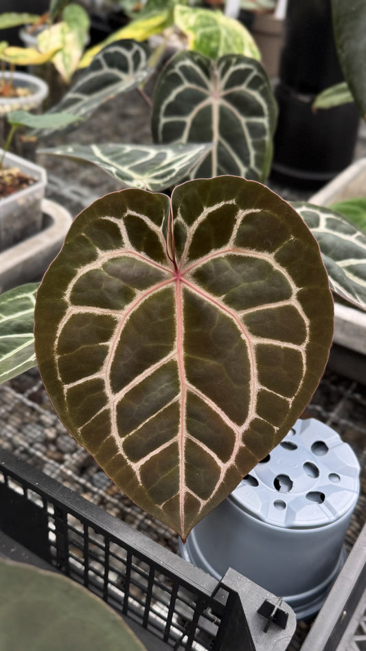 Anthurium Michelle
