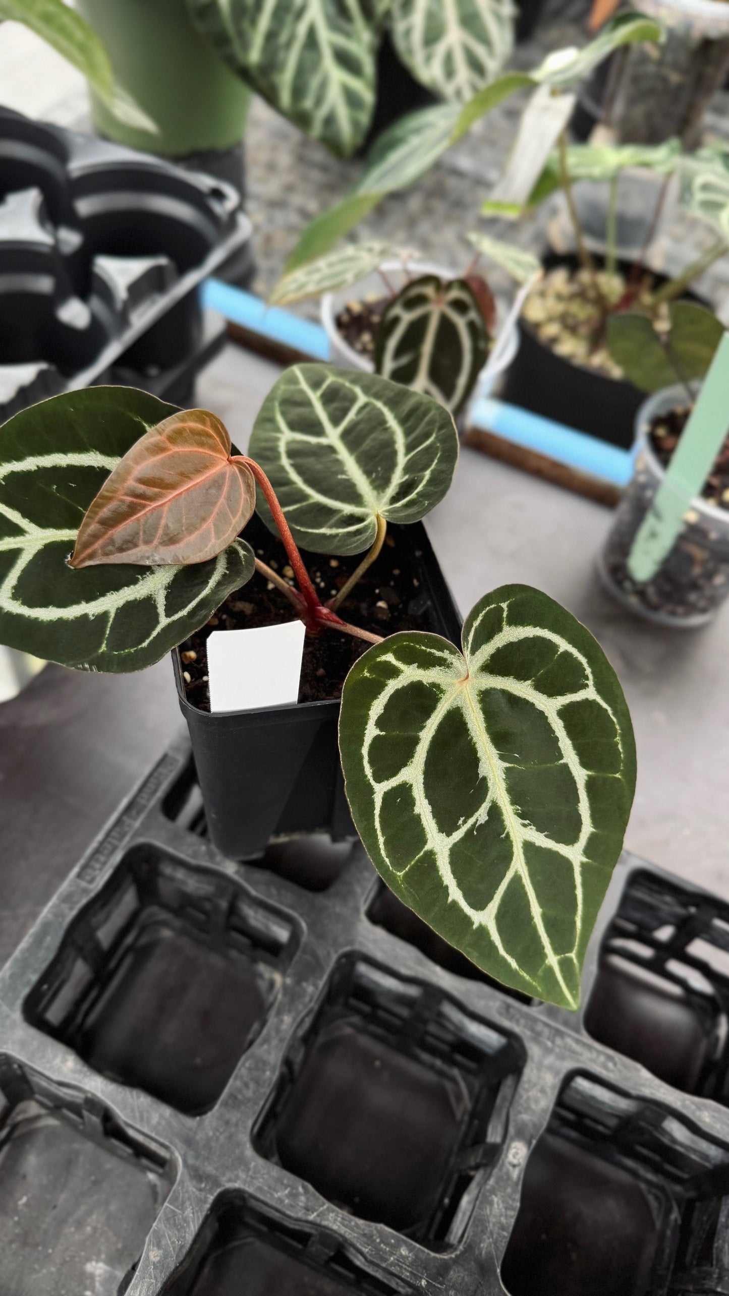 A. carla 5x10 x open