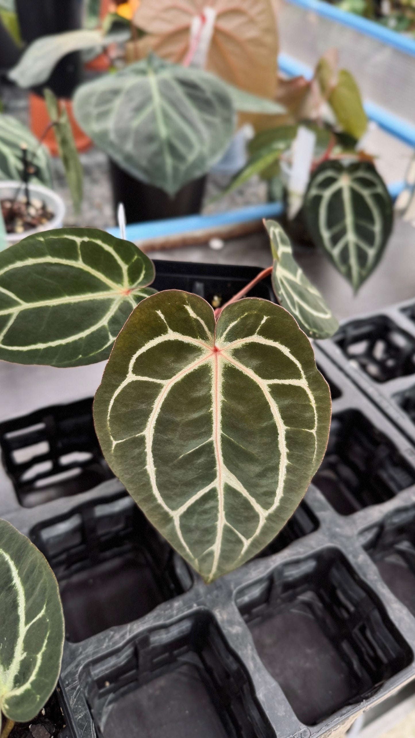 A. carla 5x10 x open