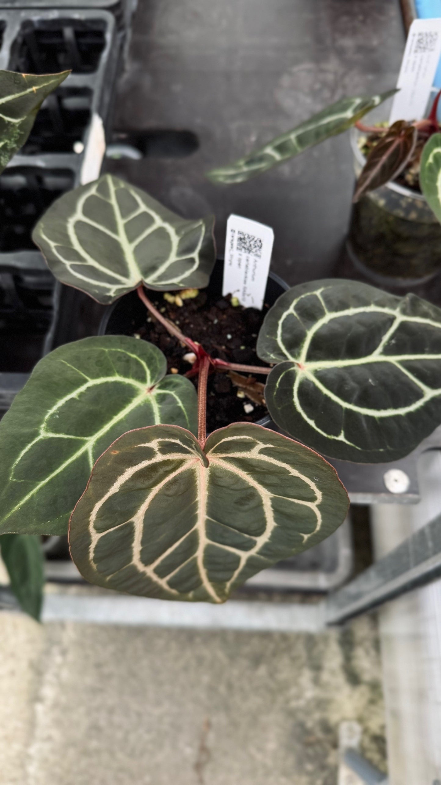 A. carla 5x10 x open