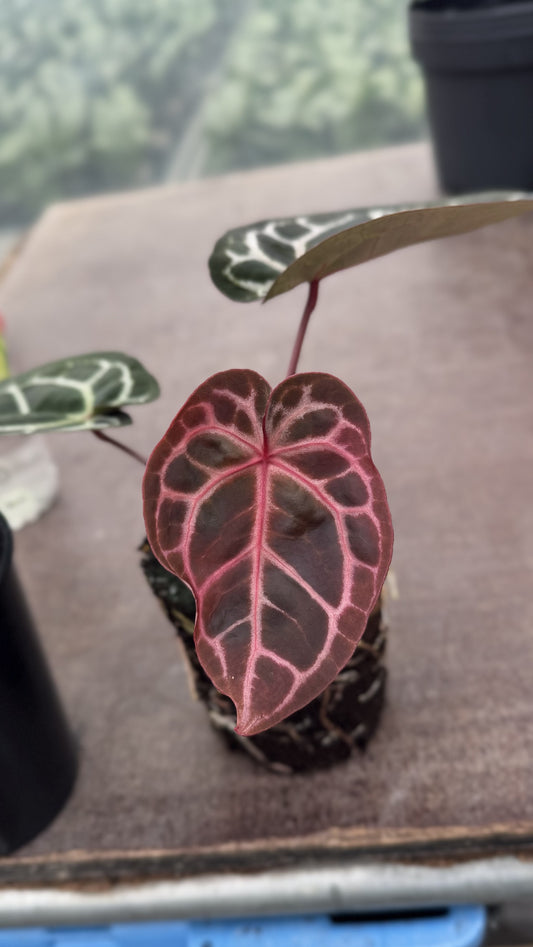 Anthurium Michelle
