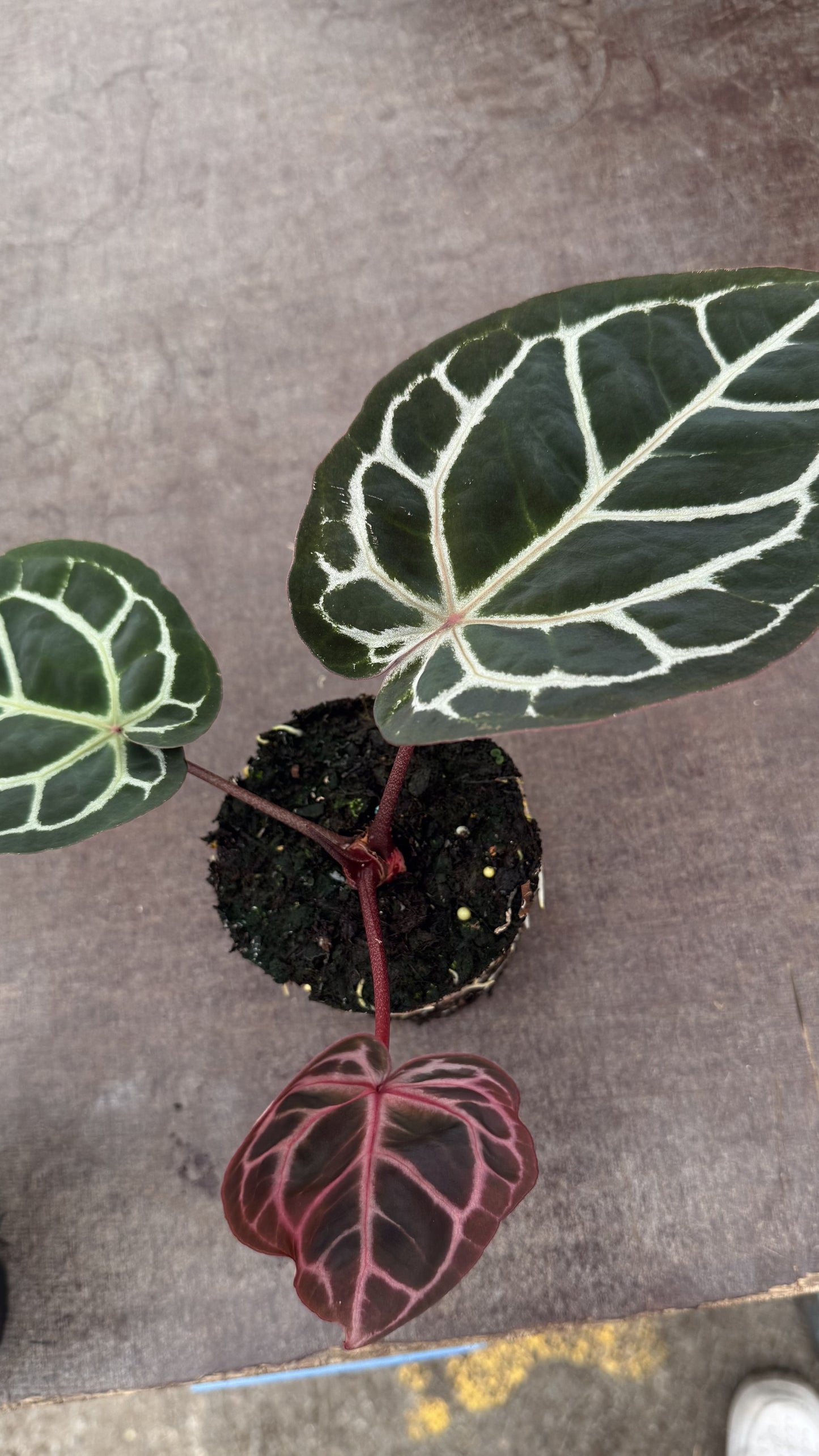 Anthurium Michelle