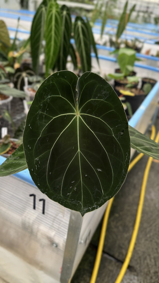 Anthurium King of Spades x forgetii dark