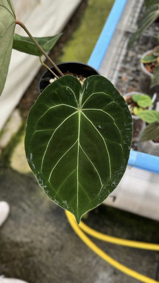 Anthurium King of Spades x forgetii dark