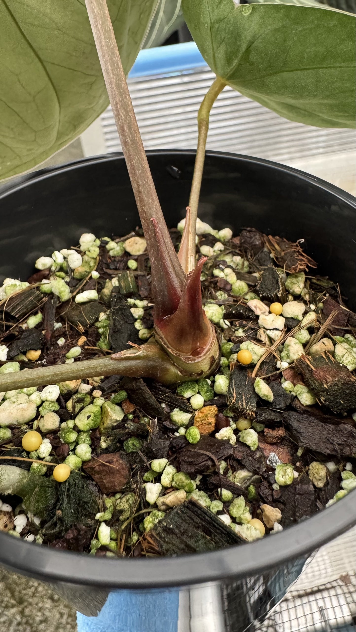 Anthurium King of Spades x forgetii dark