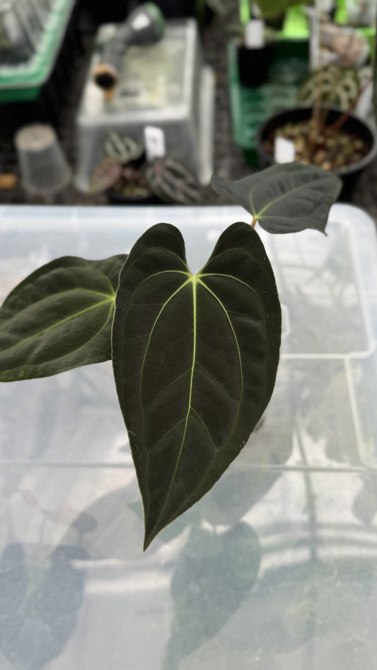 Anthurium papillilaminum 'Gatorbod' x besseae aff